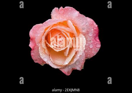 Rugiada coperta rosa e pesca testa rosa in fondo nero Foto Stock