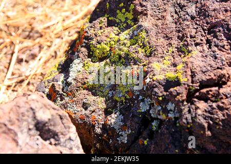 Licheni che crescono su una roccia nel Picacho Peak state Park In Arizona Foto Stock