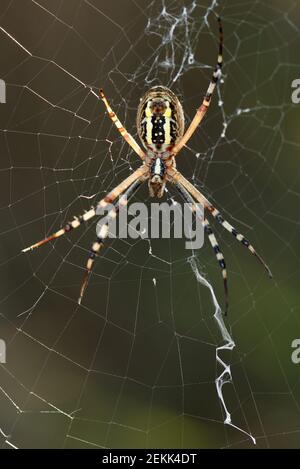 WASP ragno Argiope bruennichi su sfondo isolato, appeso su una rete di ragni. Foto Stock