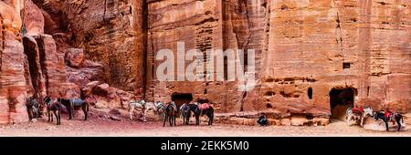 Asini in canyon, Petra, Giordania Foto Stock