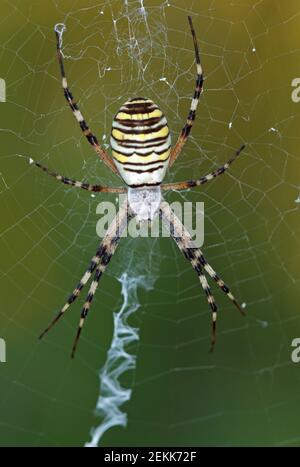 Primo piano di ragno di vespa appeso su una rete di ragni, Argiope bruennichi Foto Stock