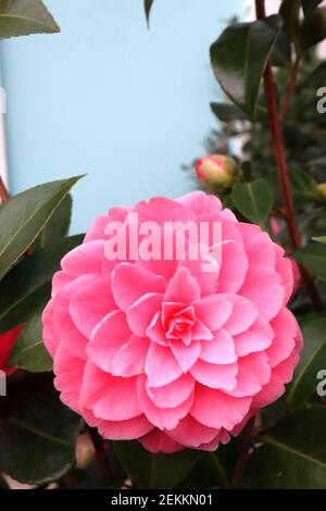 Camellia japonica ‘perfezione rosa’ perfezione rosa camellia – formale doppio fiore rosa medio con forma rosetta, febbraio, Inghilterra, Regno Unito Foto Stock