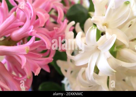 Hyacinthus orientalis ‘Perla Rosa‘ e Hyacinthus orientalis ‘Perla Bianca’ Iacinti bianchi e rosa, febbraio, Inghilterra, Regno Unito Foto Stock