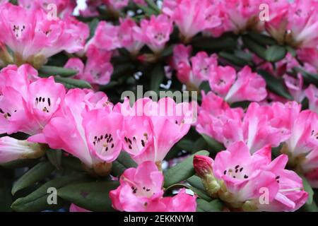 Rhododendron yakushimanum ‘Emanuela’ Rhododendron Emanuela – grappolo di fiori a base bianca con bordi rosa, febbraio, Inghilterra, Regno Unito Foto Stock