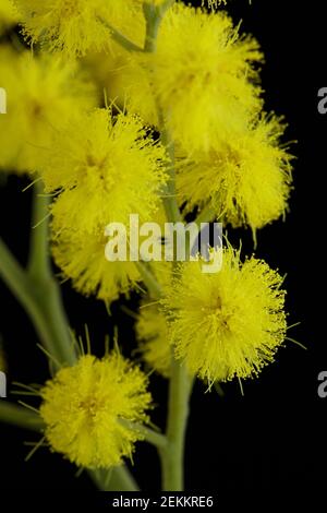 Rami di mimosa flower (sonaglino d'argento) su sfondo nero. Foto Stock