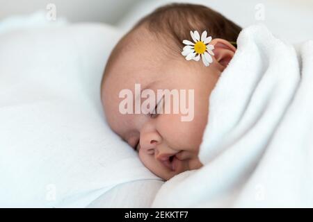 Primo piano del neonato. Vista laterale di un bambino bambino pubby pump che dorme sonoramente sulla schiena con camomilla dietro l'orecchio su uno sfondo bianco Foto Stock