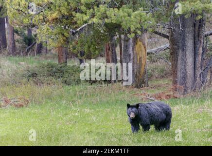 Yellowstone National Park, WY: Orso nero americano (Ursus americanus) in un prato aperto Foto Stock