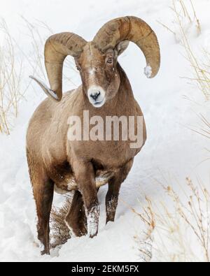 Parco Nazionale di Yellowstone, Wyoming: Bighorn RAM (Ovis canadensis) in inverno Foto Stock