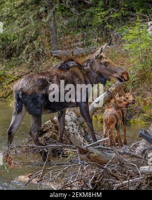 Parco nazionale di Yellowstone, Wyoming: Mucca di alce e due vitelli (Alces alces) Foto Stock