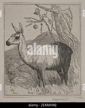 Andreas Flinch (1813-1872); Johan Thomas Lundbye (1818-1848), a lama, (1843) Foto Stock