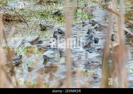 Molte rane comuni (Rana temporaria) e uova di rana in un laghetto di riproduzione nel mese di febbraio, Hampshire, Inghilterra, Regno Unito Foto Stock