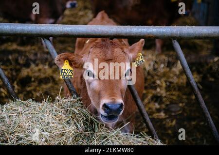 Giovane vitello Jersey razza nel vivaio, Foto Stock