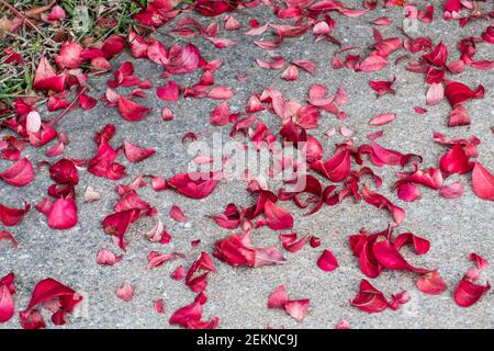 Caduto rosso autunno foglie da Burning Bush, Eunymus alatus. STATI UNITI. Foto Stock