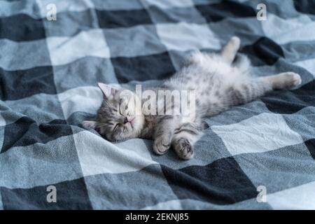 Carino gattino giace sulla schiena e dormire. Tabby scozzese gattino grigio divertente mentire e dormire sul letto. Concetto di amore per gli animali. Sonno confortevole per gli animali domestici Foto Stock