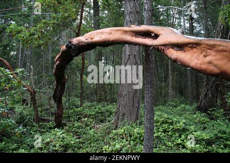 Arbutus tree (Arbutus menziesii), Russell Island, British Columbia, Canada Foto Stock