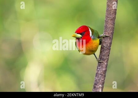 Adulto colorato maschio Barbet rosso-testa (Eubucco bourcierii), matto viso ma carino con multicolore piume a contrasto in rosso, verde, giallo, arancione Foto Stock