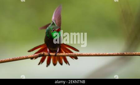 Hummingbird (Amazilia tzacatl) che si allunga, piume iridescenti della gola verde, arroccato con uno sfondo verde offuscato, Costa Rica Foto Stock