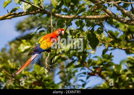 Pappagallo multicolore per adulti Scarlet Macaw (Ara macao), in contrasto con le piume rosse, gialle e blu, appeso da un ramo, Caribbean Lowlands foresta pluviale Foto Stock