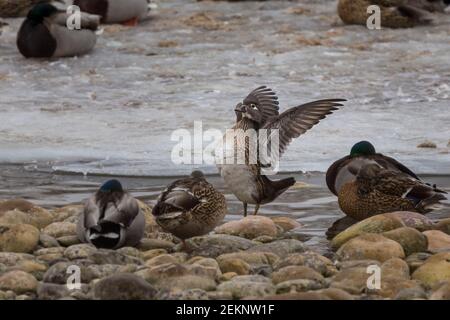 Wood Duck Female (Aix sponsora) che stende le sue ali durante l'inverno su un fiume con ghiaccio, neve, rocce e mallard dormenti (Anas platyrhynchos) in Canada Foto Stock