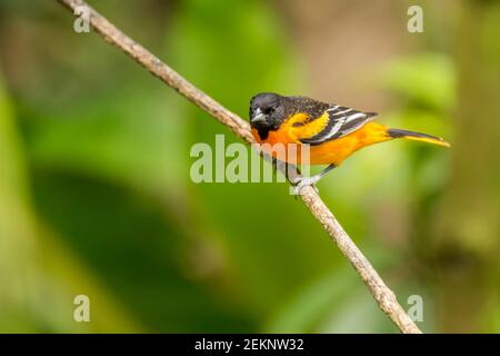 Maschi novellili Baltimora Oriole (Icterus Galbula) arroccato alla ricerca di cibo nella foresta pluviale Foto Stock