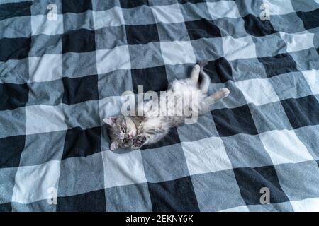 Carino gattino giace sulla schiena e dormire. Tabby scozzese gattino grigio divertente mentire e dormire sul letto. Concetto di amore per gli animali. Sonno confortevole per gli animali domestici Foto Stock