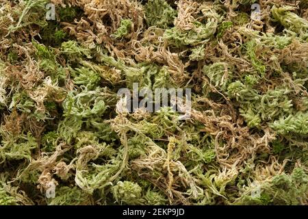 Fondo asciutto di muschio di sphagnum. Foto Stock