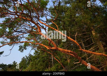 Arbutus tree (Arbutus menziesii), Russell Island, British Columbia, Canada Foto Stock