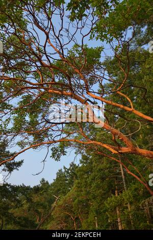 Albero di Arbutus (Arbutus menziesii) che pende sopra l'acqua, Russell Island, British Columbia, Canada Foto Stock