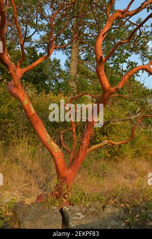 Arbutus tree (Arbutus menziesii), Russell Island, British Columbia, Canada Foto Stock