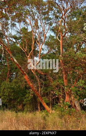 Arbutus tree (Arbutus menziesii), Russell Island, British Columbia, Canada Foto Stock