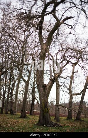 Un albero alto senza foglie cresce nel mezzo di a. grove di alberi durante l'inverno in Virginia Foto Stock