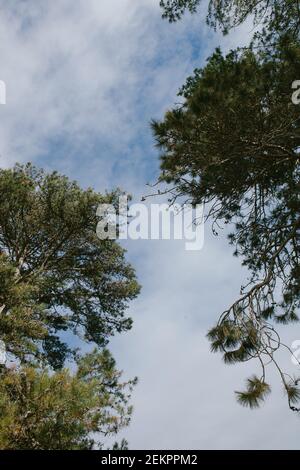 Un baldacchino di alti alberi sempreverdi si uniscono in bello modelli Foto Stock