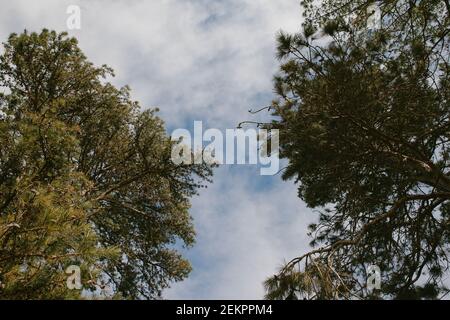 Un baldacchino di alti alberi sempreverdi si uniscono in bello modelli Foto Stock