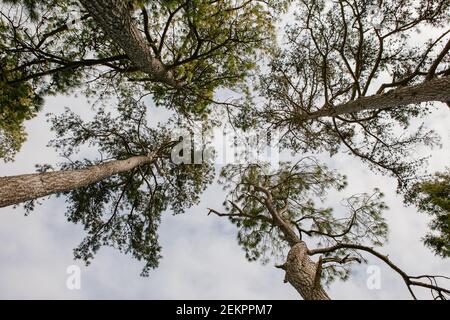 Un baldacchino di alti alberi sempreverdi si uniscono in bello modelli Foto Stock