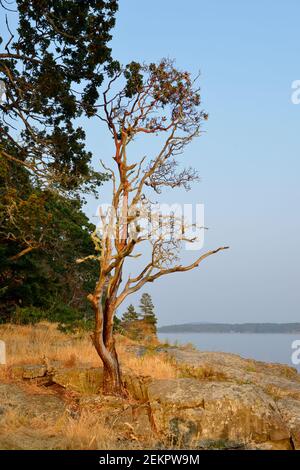 Arbutus tree (Arbutus menziesii), Russell Island, British Columbia, Canada Foto Stock