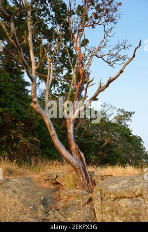 Albero di Arbutus (Arbutus menziesii) che cresce sulla roccia, Russell Island, British Columbia, Canada Foto Stock