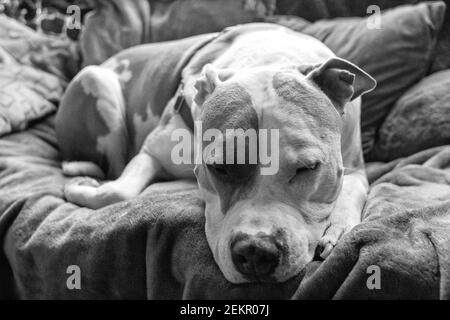 Un cane pitbull di razza mista (americano Staffordshire e americano) (Canis lupus familiaris) zizza su un divano. Foto Stock