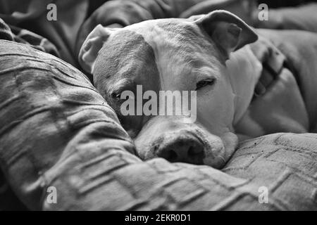 Un cane pitbull di razza mista (americano Staffordshire e americano) (Canis lupus familiaris) zizza su un divano. Foto Stock