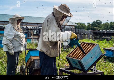 Gli apicoltori anziani stanno ispezionando i nidi d'ape. Famiglia locale apiary affari. Foto Stock