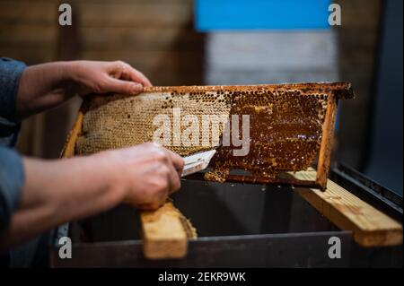 Un apicoltore anziano lavora con cornici per il miele. Lavoro manuale nell'apiario. Foto Stock