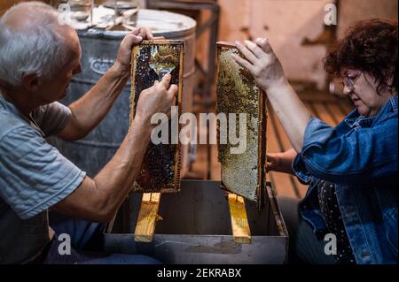 Un apicoltore anziano lavora con cornici per il miele. Lavoro manuale nell'apiario. Foto Stock