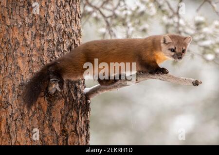 Pineta americana, Parco Nazionale di Yellowstone Foto Stock