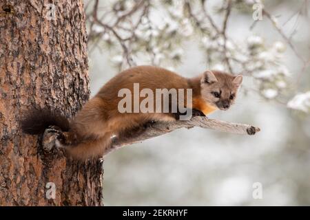 Pineta americana, Parco Nazionale di Yellowstone Foto Stock