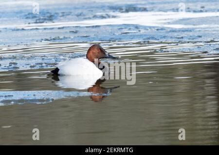 Canvasback (Aythya valisineria) nuoto in stagno ghiacciato Foto Stock