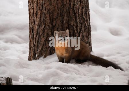 Pineta americana, Parco Nazionale di Yellowstone Foto Stock