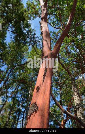 Arbutus tree (Arbutus menziesii), Russell Island, British Columbia, Canada Foto Stock