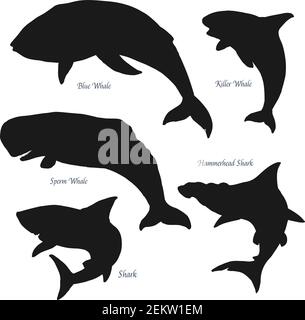 Le grandi balene giganti dell'oceano e le icone della silhouette degli squali. Predatori vettoriali di mare e oceano, balena azzurra e spermatica, balena killer e squalo di testa di martello. Isolato Illustrazione Vettoriale