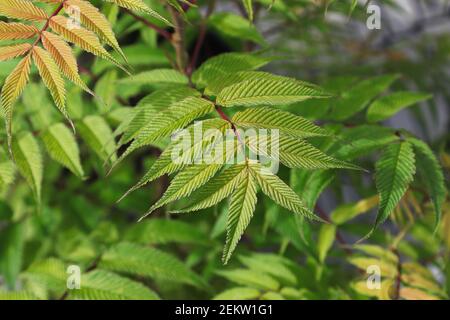 Bordi dentellati su una spirea di cenere di sem Foto Stock