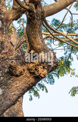 Albizia lebbeck albero vicino vista sotto il cielo Foto Stock