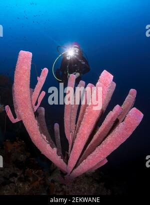 Scuba Diver illumina il Corallo a tubo a Bonaire, nelle Antille di Leeward Foto Stock